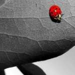 Ladybug new photos