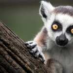 Lemur background