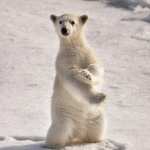 Polar Bear images