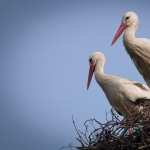 White Stork wallpapers for android