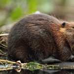 Beaver pic