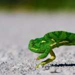 Chameleon hd desktop