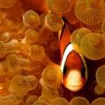 Clownfish hd pics