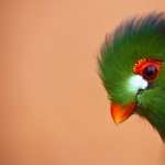 Colorful Bird wallpapers hd