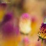 Colorful Butterfly PC wallpapers