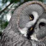 Great Grey Owl high quality wallpapers