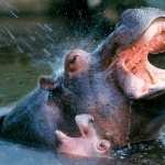 Hippo image