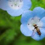 Hoverfly hd photos