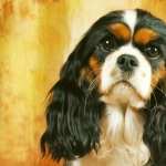 King Charles Spaniel wallpapers for iphone