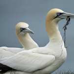 Northern Gannet new wallpapers