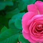 Pink Rose new photos
