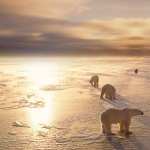 Polar Bear free download