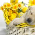 Puppy wallpapers hd