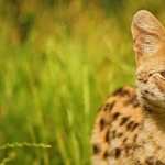 Serval wallpapers for iphone