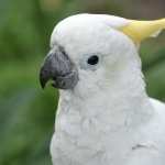 Sulphur-crested Cockatoo free download