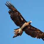 Wedge Tailed Eagle hd wallpaper