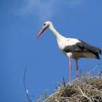 White Stork high definition photo
