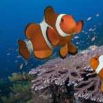 Clownfish free download