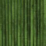 Bamboo hd pics