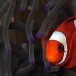 Clownfish wallpapers for iphone