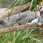 Lemur hd pics