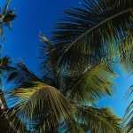 Palm Tree widescreen