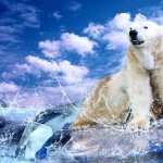 Polar Bear wallpapers for iphone