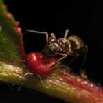 Ant free download
