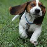 Beagle wallpapers for iphone