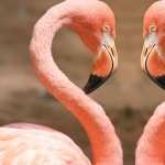 Flamingo images