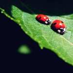Ladybug images