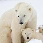 Polar Bear pics