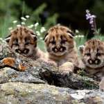 Baby Animal wallpapers