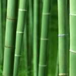 Bamboo hd