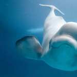 Beluga Whale high definition wallpapers