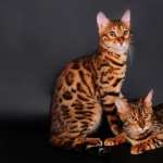 Bengal Cat high definition photo