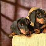 Dachshund hd wallpaper