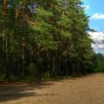 Forest Road widescreen