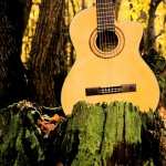 Forrest Guitar PC wallpapers