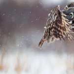 Great Grey Owl pic
