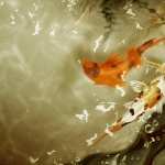 Koi high definition wallpapers