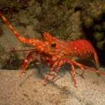 Lobster free download