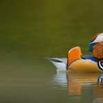 Mandarin Duck photos