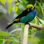 Tanager widescreen
