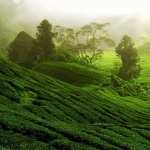 Tea Plantation wallpapers for iphone