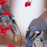 Waxwing new wallpapers