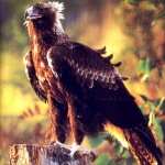 Wedge Tailed Eagle new wallpapers
