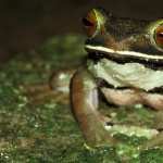 White-lipped Tree Frog new wallpapers