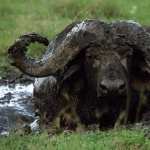 African Buffalo wallpapers for iphone