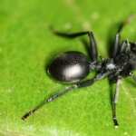 Ant hd photos